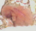 Image of baby1.jpg