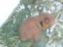 Image of baby2.jpg