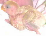 Image of baby3.jpg